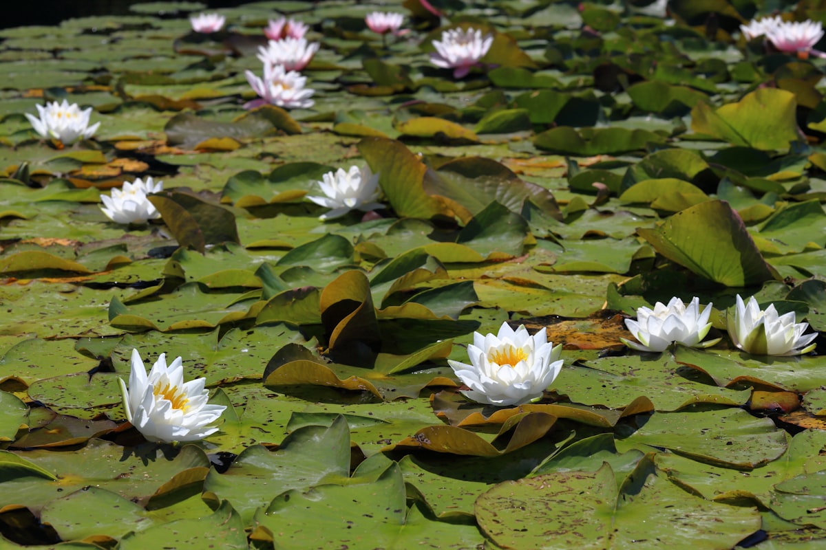 White lotus flower on water